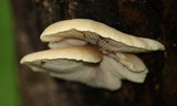 Lentinellus vulpinus image