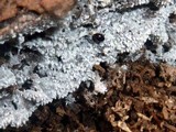 Ceratiomyxa fruticulosa var. fruticulosa image