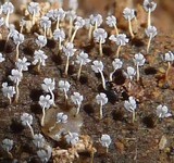 Physarum album image