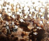 Physarum album image