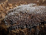 Physarum album image