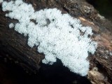 Ceratiomyxa fruticulosa var. fruticulosa image