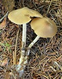 Entoloma holoconiotum image