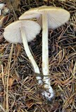 Entoloma holoconiotum image
