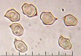 Entoloma holoconiotum image