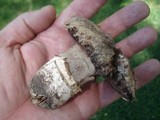 Agaricus bitorquis image