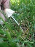 Conocybe apala image