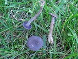 Laccaria amethystina image
