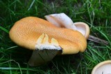 Neolentinus lepideus image