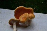 Neolentinus lepideus image