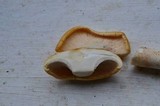 Neolentinus lepideus image