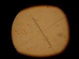 Neolentinus lepideus image