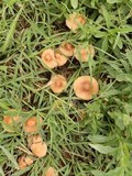 Marasmius oreades image