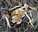 Image of Hebeloma alpinicola