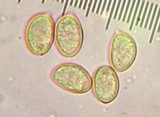 Hebeloma alpinicola image