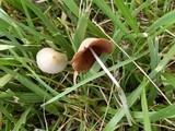 Conocybe apala image