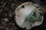 Lactarius argillaceifolius image