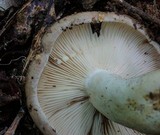 Lactarius argillaceifolius image