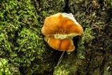 Postia ptychogaster image