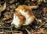 Postia ptychogaster image