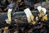 Loweomyces fractipes image