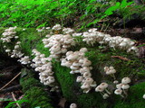 Clitocybula abundans image
