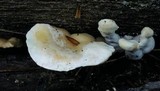 Loweomyces fractipes image