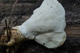 Loweomyces fractipes image