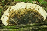 Trametes gibbosa image
