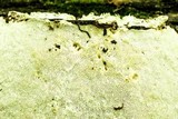 Trametes gibbosa image