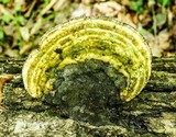 Trametes gibbosa image