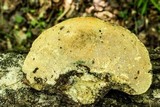 Trametes gibbosa image