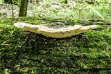 Trametes gibbosa image