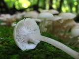 Clitocybula abundans image