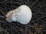 Lycoperdon excipuliforme image