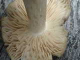 Megacollybia rodmanii image