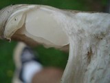 Megacollybia rodmanii image