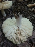 Megacollybia rodmani image