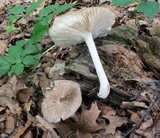 Megacollybia rodmanii image