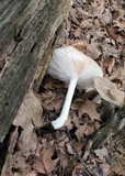 Megacollybia rodmanii image