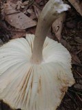 Megacollybia rodmani image