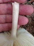 Megacollybia rodmani image