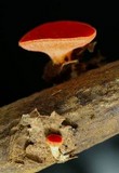 Sarcoscypha occidentalis image