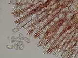 Sarcoscypha occidentalis image