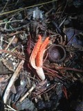Pseudocolus fusiformis image