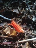 Pseudocolus fusiformis image