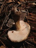Tylopilus felleus image
