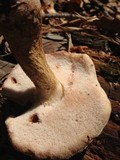 Tylopilus felleus image