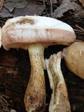 Tylopilus felleus image