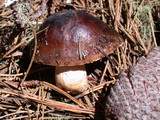 Russula graveolens image